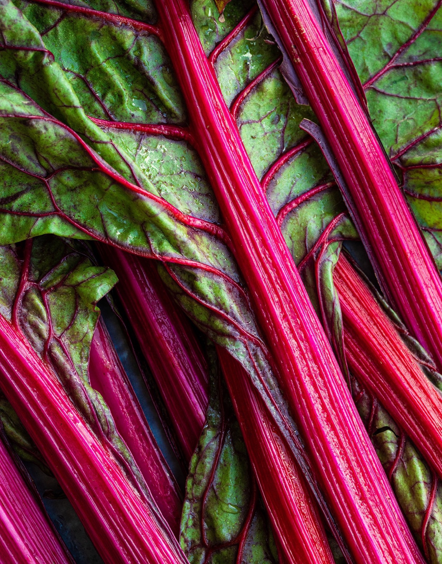 Rhubarb Image