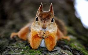 SQUIRRELS:6,   ME:0 Image
